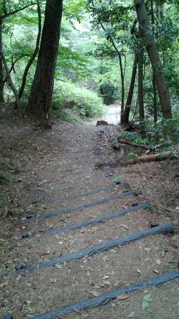 Wooden staircase in the forest